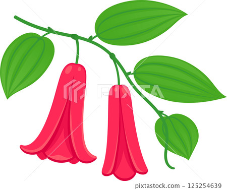 Copihue vine and flowers illustration 125254639