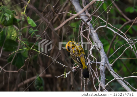 The yellow bird on Build nest from dry stick hay in nature The yellow bird on Build nest from dry stick hay in nature 125254781