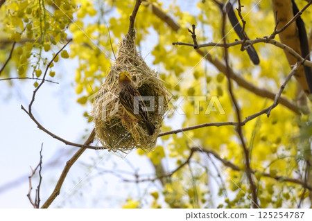 The yellow bird on Build nest from dry stick hay in nature The yellow bird on Build nest from dry stick hay in nature 125254787