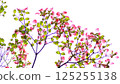 萸 125255138