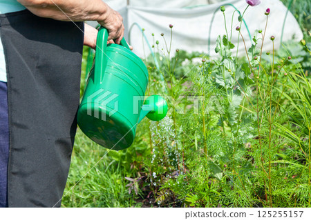 Watering Green Plants with a Watering Can on a Garden Plot 125255157