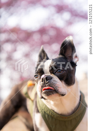 [Spring] Boston terrier with cherry blossom petals on its nose [Cherry Blossoms] 125255221