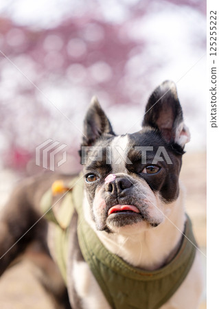 [Spring] Boston terrier with cherry blossom petals on its nose [Cherry Blossoms] 125255222
