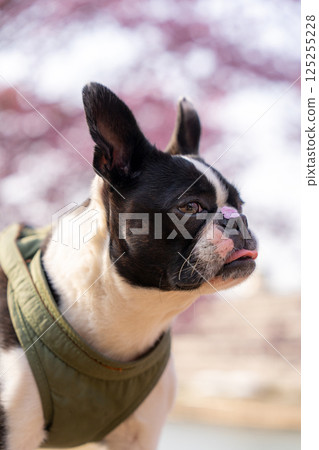 [春天] 鼻子上有櫻花花瓣的波士頓梗犬 [櫻花] 125255228