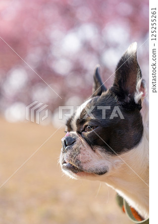 [Spring] Boston Terrier [Cherry Blossoms] 125255261