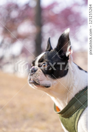 [春天] 波士頓梗 [櫻花] 125255264