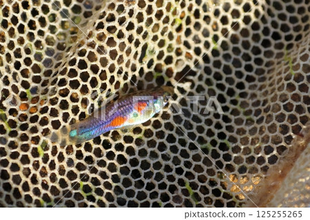 Captured wild guppies (Saitama Prefecture, Arakawa River system) 125255265