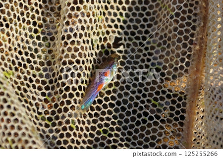 Captured wild guppies (Saitama Prefecture, Arakawa River system) 125255266