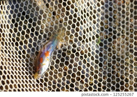 Captured wild guppies (Saitama Prefecture, Arakawa River system) Captured wild guppies (Saitama Prefecture, Arakawa River system) 125255267