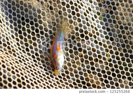Captured wild guppies (Saitama Prefecture, Arakawa River system) 125255268