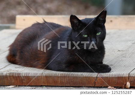 Photo of a stray cat (black cat) 125255287