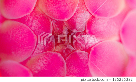 Macro shot of vibrant pink petals forming a geometric pattern, with soft textures and depth. Ideal for backgrounds, floral design, or beauty and wellness themes. Macro shot of vibrant pink petals forming a geometric pattern, with soft textures and depth. Ideal for backgrounds, floral design, or beauty and wellness themes. 125255382