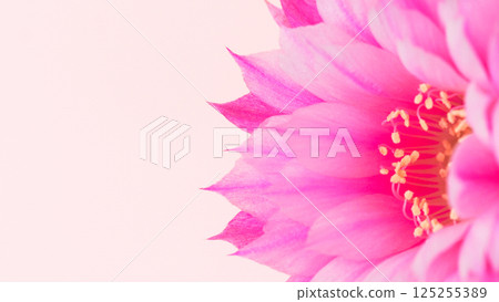 Pink Flower Macro with Soft Background. Ideal for Greeting Cards, Wallpapers, and Nature-Themed Designs Pink Flower Macro with Soft Background. Ideal for Greeting Cards, Wallpapers, and Nature-Themed Designs 125255389