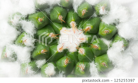 Close-up macro shot of a cactus with green tubercles and fine white wool-like hairs, showcasing a central star-shaped pattern with reddish-orange spines. Great for botanical, nature, or texture-themed 125255397