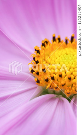 A mesmerizing macro shot of a pink cosmos flower, revealing the vibrant yellow and black-tipped stamens at its center nature s perfect symmetry in full bloom 125255404