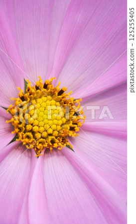 A delicate close-up of a cosmos flower in soft pink hues, with its perfectly structured yellow center and intricate details radiating peaceful elegance 125255405