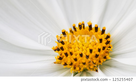 Macro view of white cosmos flower showcasing intricate yellow center structures, perfect for botanical posters and educational materials.Also ideal for adding a touch of elegance to social media 125255407