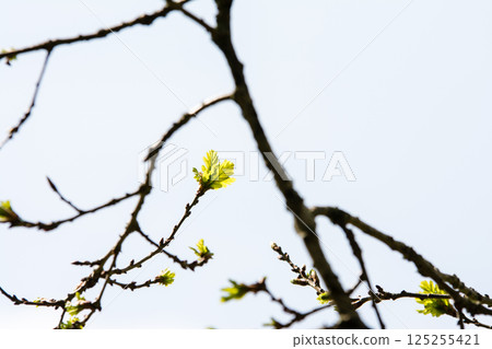 倫敦郊區哈奇蘭茲,樹枝上冒出新芽,預告春天的到來 倫敦郊區哈奇蘭茲,樹枝上冒出新芽,預告春天的到來 125255421