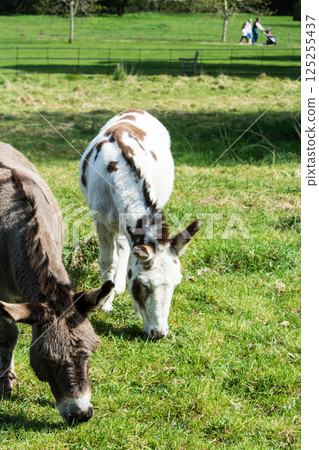 A brown and white donkey grazing in bright sunlight in Hatchlands, on the outskirts of London 125255437