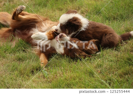 Two dogs playing in a grassy field Two dogs playing in a grassy field 125255444