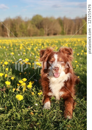 A brown and white dog is laying in a field of yellow flowers 125255476