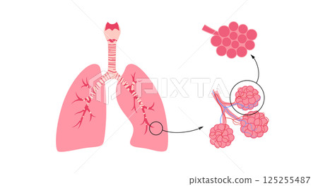 Human lungs poster Human lungs poster 125255487