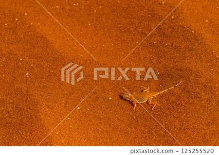 A shovel-snouted lizard A shovel-snouted lizard 125255520