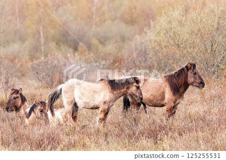 Konik Horses in Northern Groningen 125255531