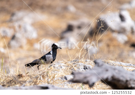 Blacksmith Lapwing in Etosha Blacksmith Lapwing in Etosha 125255532