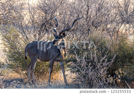 Kudu in Etosha Kudu in Etosha 125255533