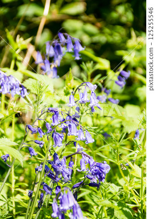 bluebells, bluebell, bloom 125255546