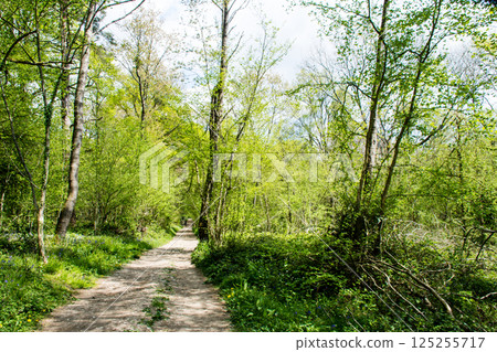A long road through dense trees under a bright blue sky in Denbies Hillside, a suburb of London 125255717