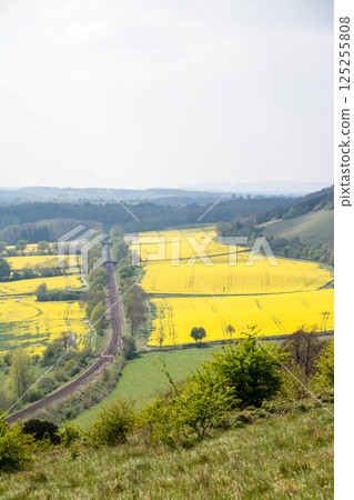 Train tracks surrounded by a field of rapeseed flowers in Denbies Hillside, on the outskirts of London 125255808