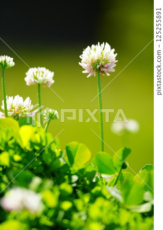White clover 125255891