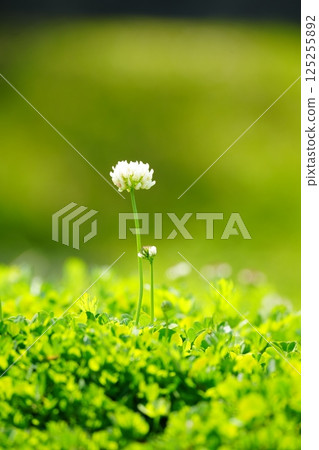 白三葉草 白三葉草 125255892