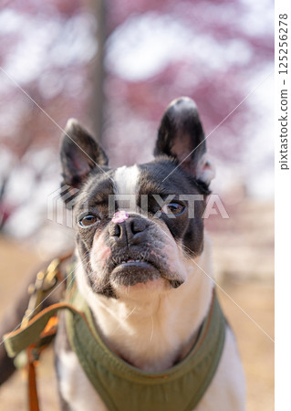 [Spring] Boston terrier with cherry blossom petals on its nose [Cherry Blossoms] 125256278