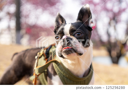 [Spring] Boston terrier with cherry blossom petals on its nose [Cherry Blossoms] 125256280