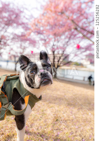 [春天] 鼻子上有櫻花花瓣的波士頓梗犬 [櫻花] 125256282