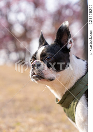 [Spring] Boston terrier with cherry blossom petals on its nose [Cherry Blossoms] 125256292