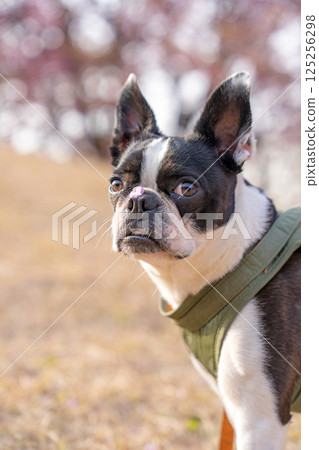 [Spring] Boston terrier with cherry blossom petals on its nose [Cherry Blossoms] 125256298