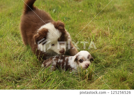 Two puppies playing in a grassy field Two puppies playing in a grassy field 125256526