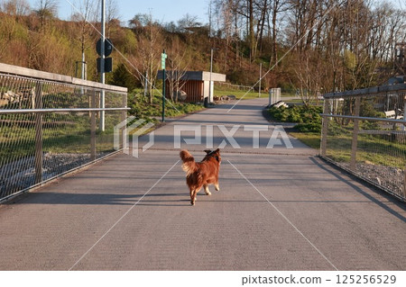A dog is walking on a sidewalk in front of a building 125256529