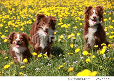 Three dogs are standing in a field of yellow flowers Three dogs are standing in a field of yellow flowers 125256530