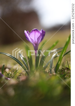A purple flower is in the foreground of a green field A purple flower is in the foreground of a green field 125256532