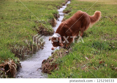 A brown dog is sniffing the water in a grassy area 125256533