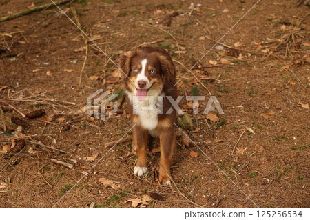 A brown and white dog is sitting on the ground in a field 125256534