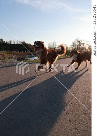 Two dogs running on a road with a blue sky in the background Two dogs running on a road with a blue sky in the background 125256543