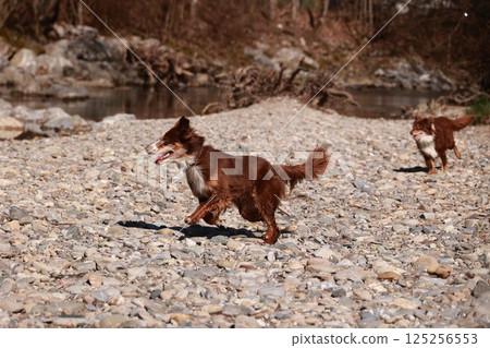 Two dogs are running on a rocky beach 125256553