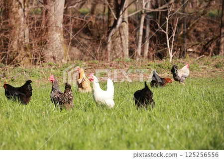 A group of chickens are walking through a grassy field 125256556
