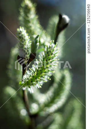 Close-up of Fuzzy Buds on a Willow Branch Close-up of Fuzzy Buds on a Willow Branch 125256640